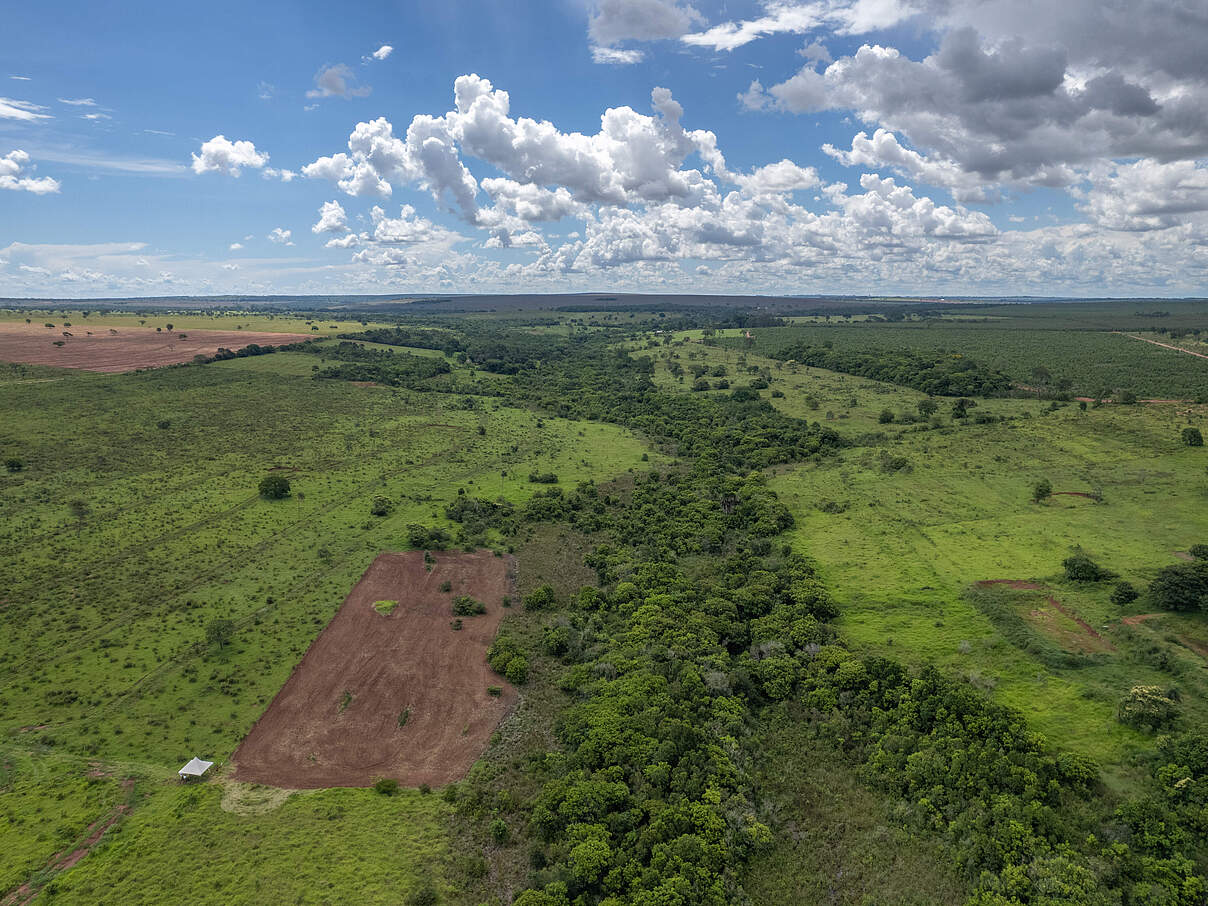 Die Wälder am Oberlauf des Pantanal, hier liegt auch der Cerrado, sind stark degradiert © Silas Ismael / WWF-Brazil