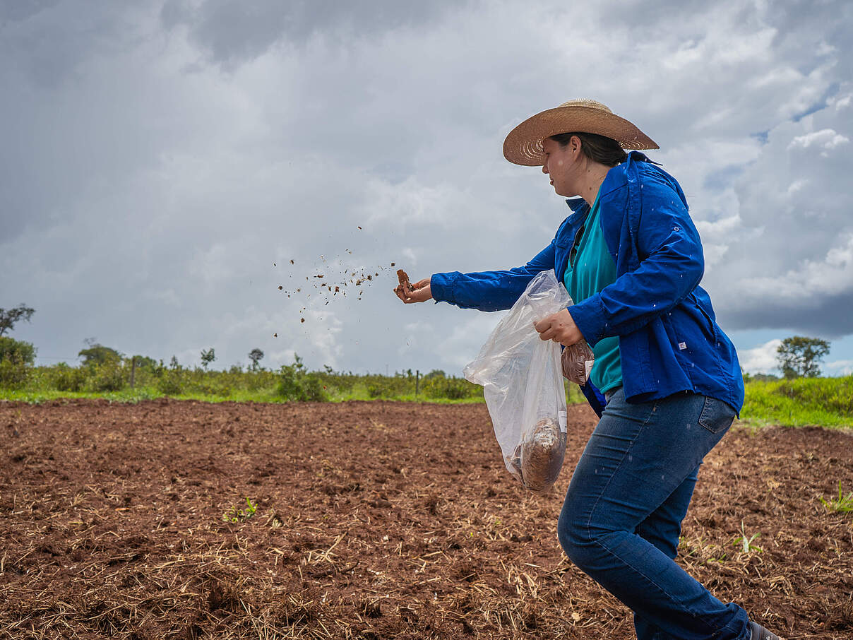 Bei der „Muvuca“ genannten Methode werden Samen mit Erde vermischt und ausgebracht © Silas Ismael / WWF-Brazil