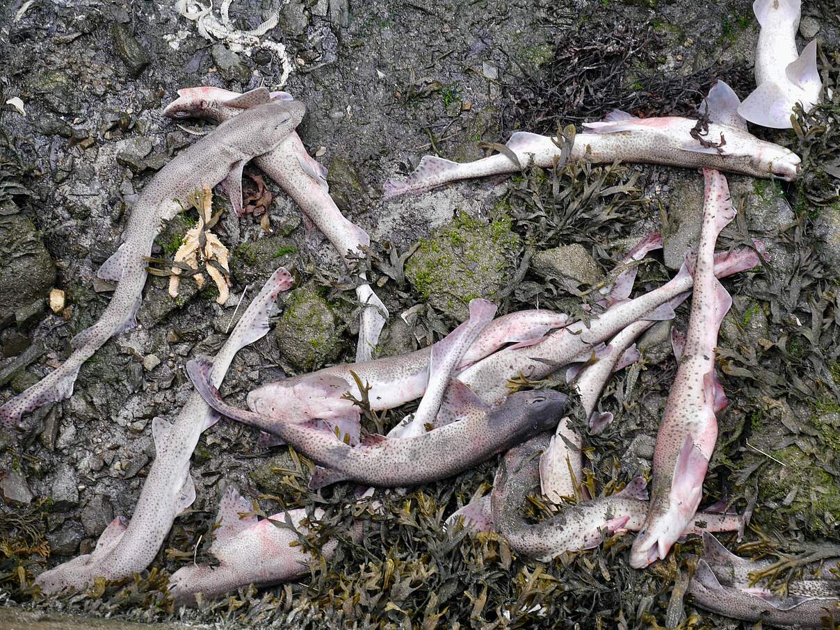 Angespülte tote Katzenhaie, wohl als Beifang weggeworfen © Hans-Ulrich Rösner