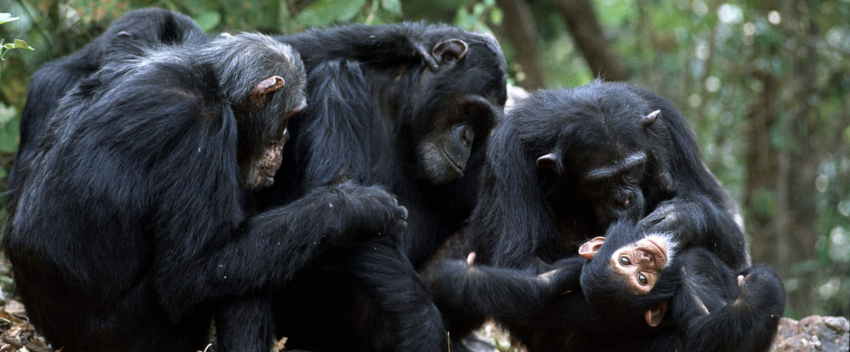 Schimpansen-Gruppe in Tansania © Michel Gunther / WWF