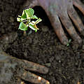 Humus-Boden mit Pflanze © Adriano Gambarini / WWF-US