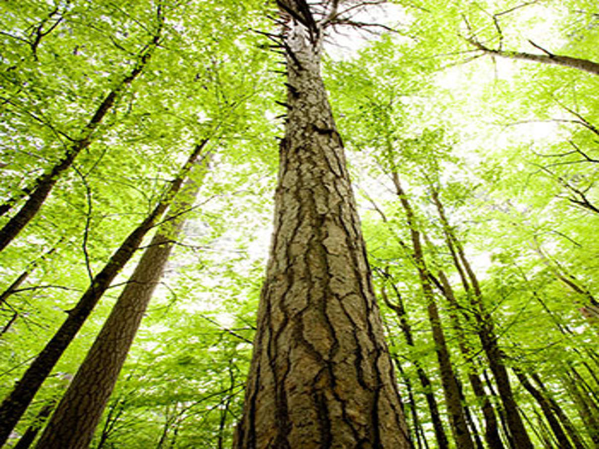 Wald in Montenegro © Michel Gunther / WWF-Canon