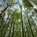 Europäischer Wald © Wild Wonders of Europe / Mark Hamblin / WWF