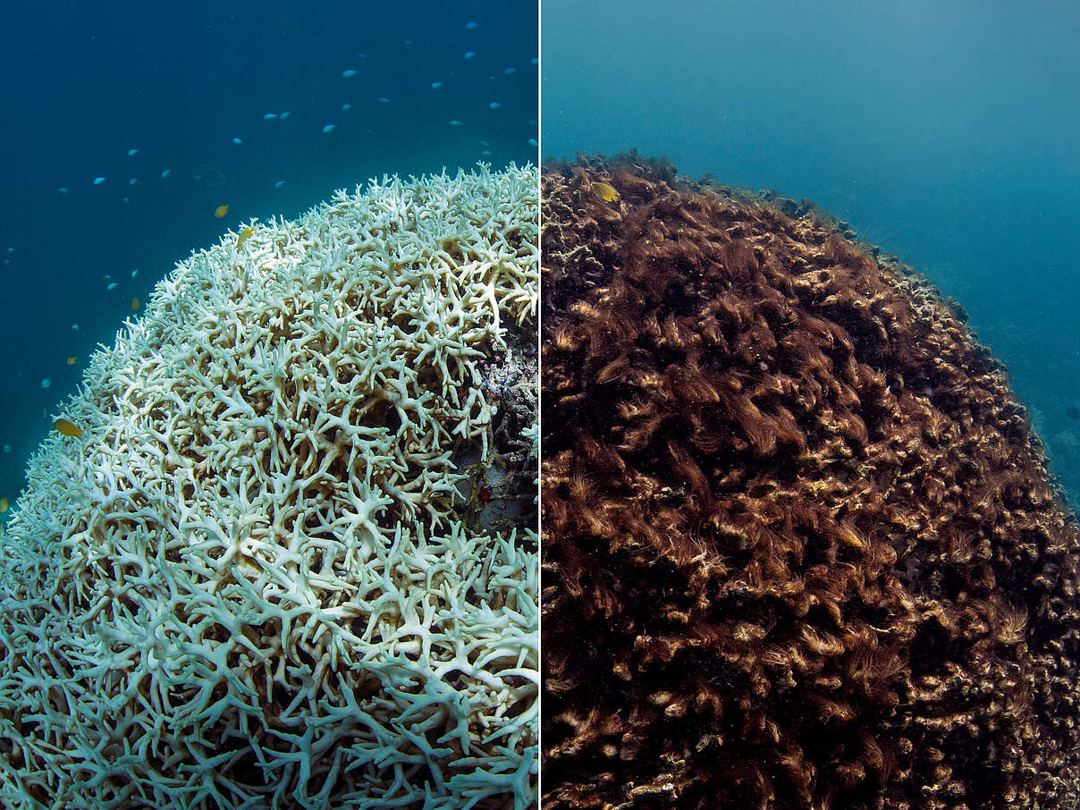Vorher und Nachher: Korallenbleiche bei Lizard Island am Great Barrier Reef in 2016 © Ocean Image Bank / The Ocean Agency