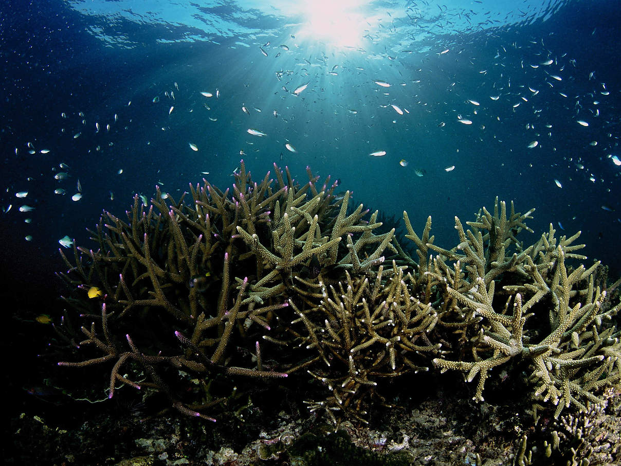 Korallenriff © Eric Madeja / WWF