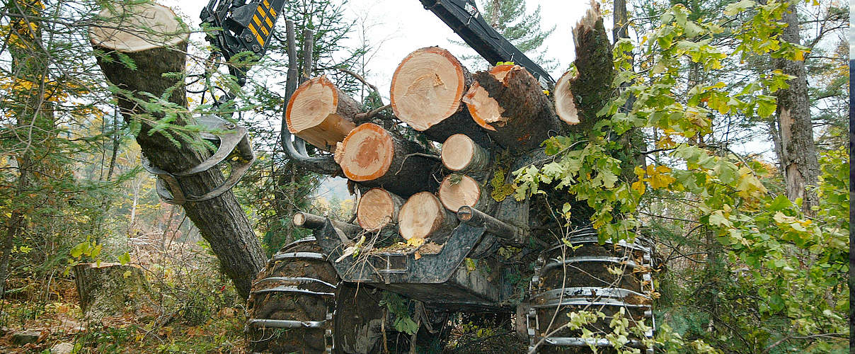 Legale Abholzung am Fluss Bikin © Vladimir Filonov /WWF