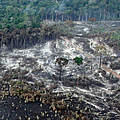 Zerstörung des Regenwalds. © Juvenal Pereira / WWF Brasilien