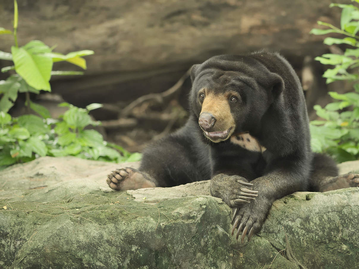 Der Malaienbär wird auch „Sun Bear“ (Sonnenbär) genannt © nattul / Getty Images