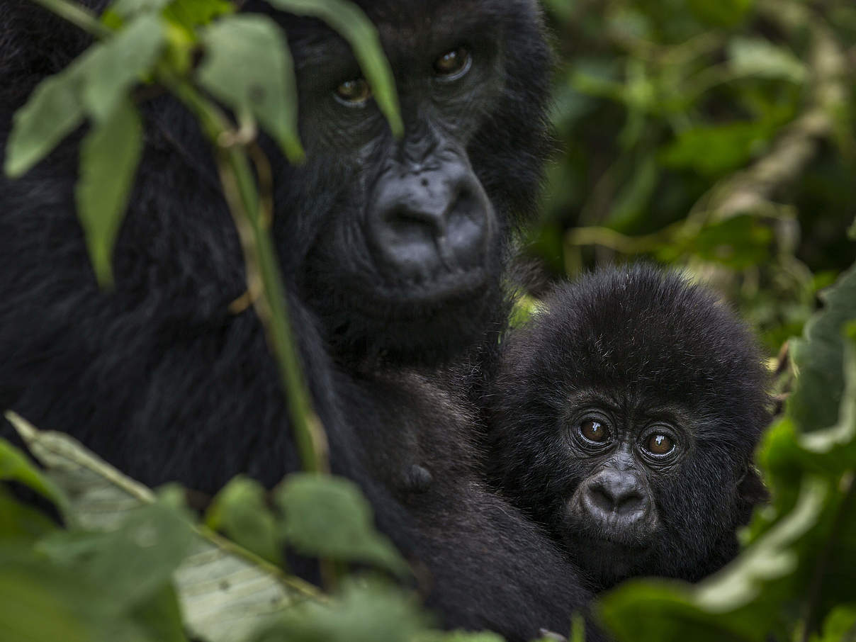 Gorillafamilie im Virunga-Nationalpark © Brent Stirton / Reportage for Getty Images / WWF