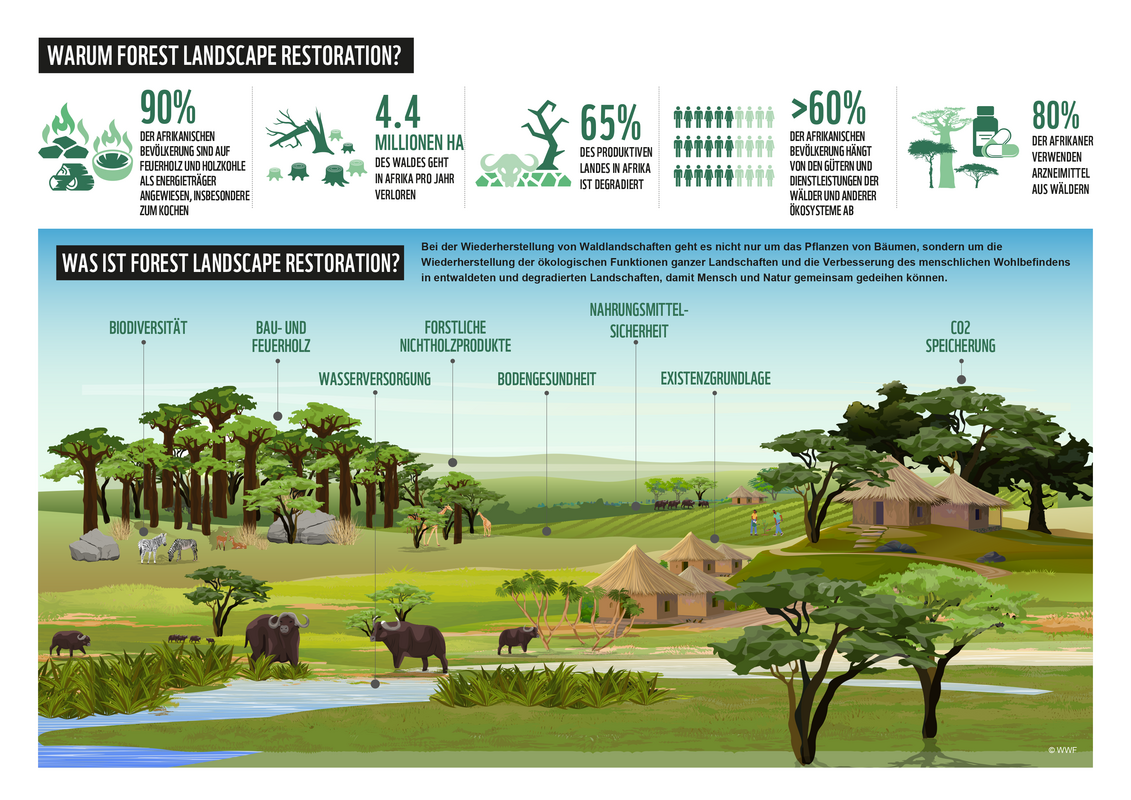 Was ist Forest Landscape Restoration und warum ist sie für Afrika so wichtig? © WWF