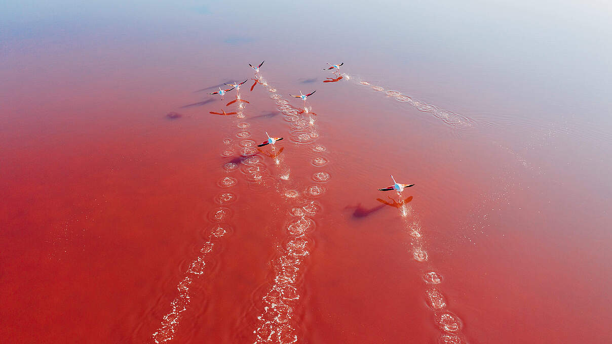 Flamingos © Don Wogdo / iStock