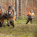 Pferde bereiten die Pflanzfläche vor © Sonja Ritter / WWF