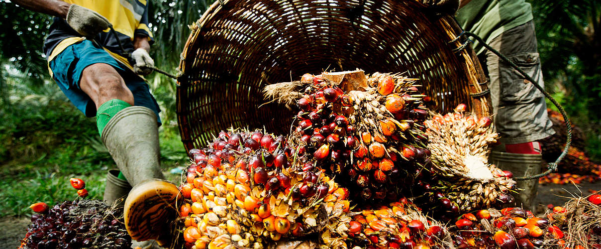 Palmnüsse wiegen © James Morgan / WWF