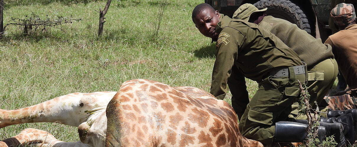 Ein Ranger hilft einer verletzten Giraffe © Elephant Aware
