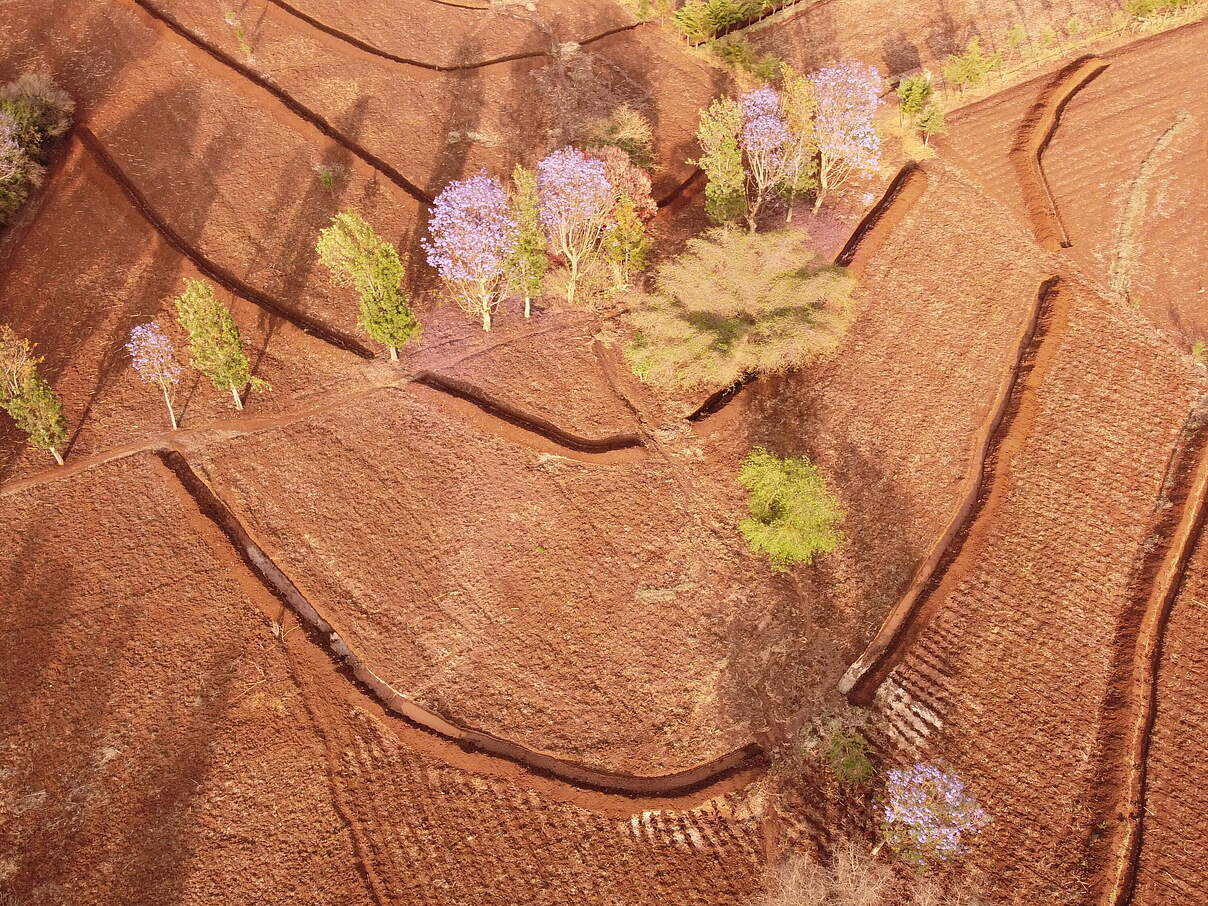 Luftbild einer angelegten Terrasse vor der Aussaat in Oloitokitok © WWF