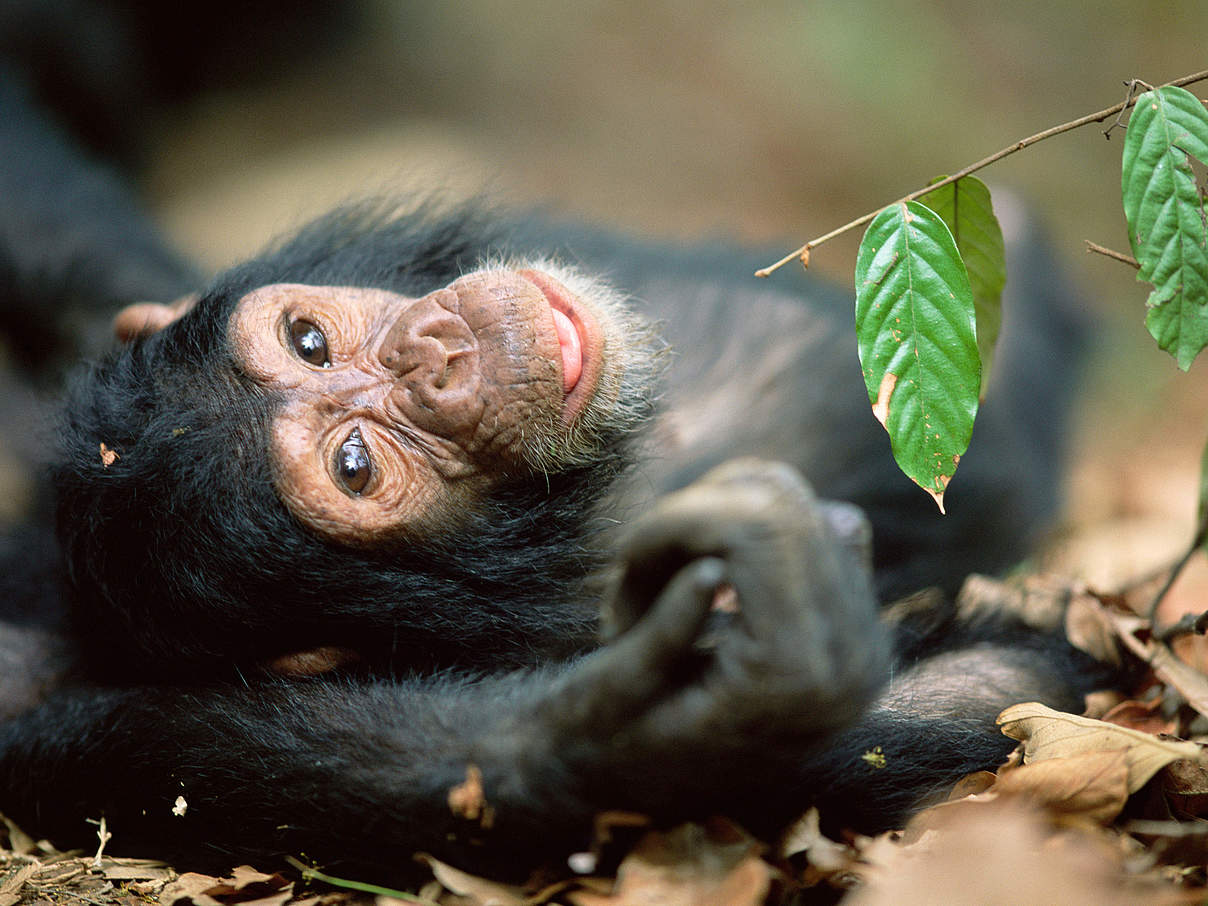 Schimpansennachwuchs © naturepl.com / Anup Shah / WWF