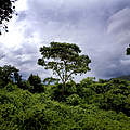 Ein Waldstück im Virunga Nationalpark in der Demokratischen Republik Kongo © Kate Holt / WWF-UK