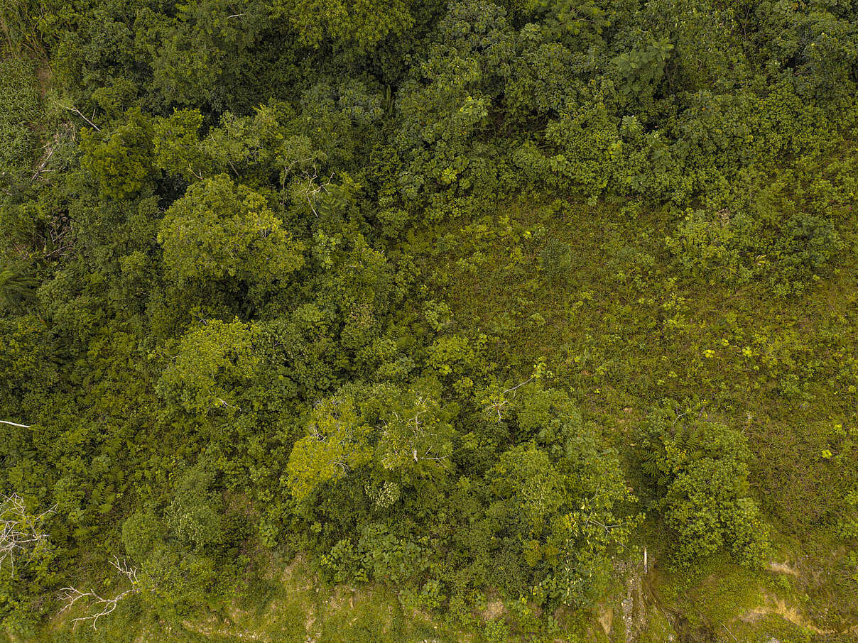 Wald in Ecuador © Gabriel Vanerio/ WWF Ecuador