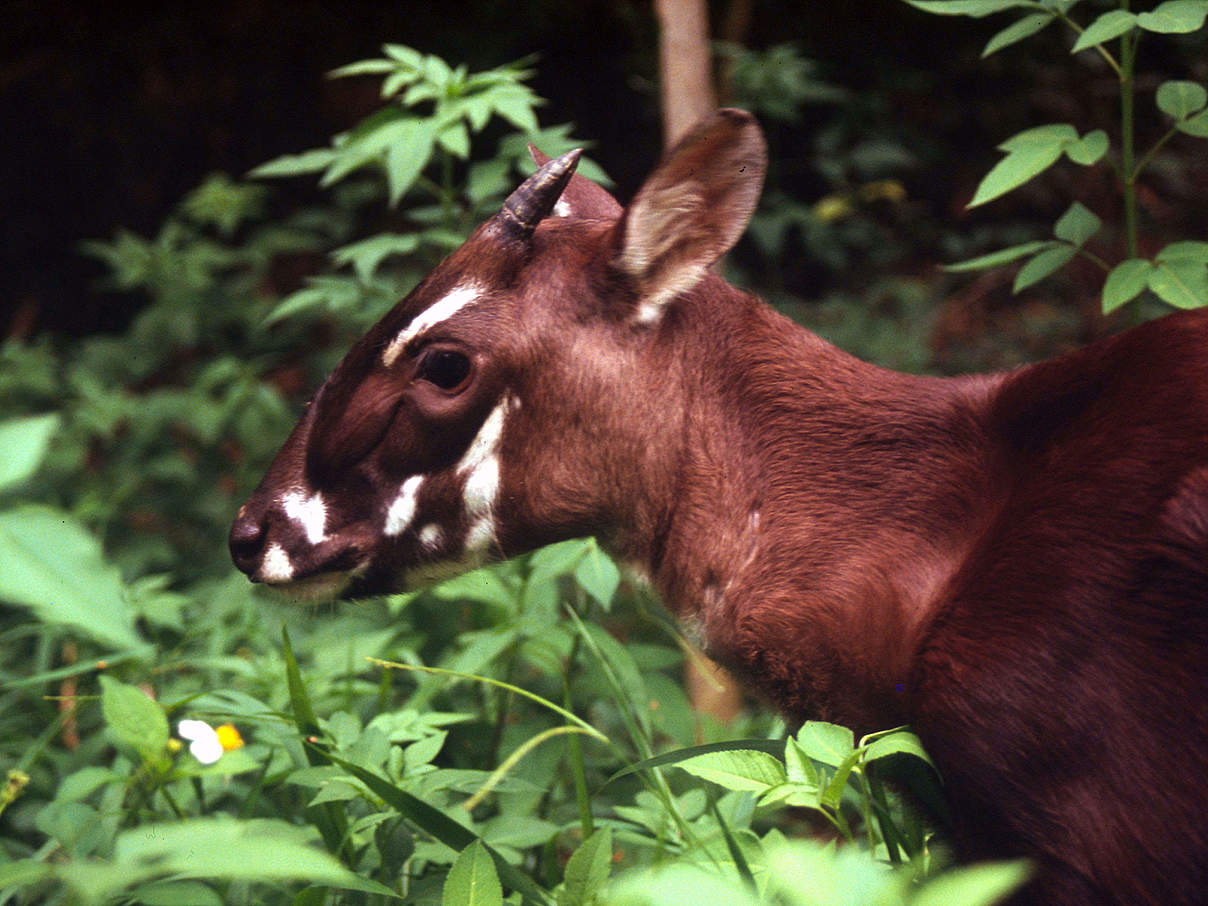 Saola-Rind © David Hulse / WWF