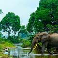 Die Afrikanischen Waldelefanten wurden 2021 erstmals auf die „Rote Liste“ gesetzt, ihr Bestand brach innerhalb von 31 Jahren um mehr als 86 Prozent ein. Foto: Danita Delimont / Alamy Stock Photo