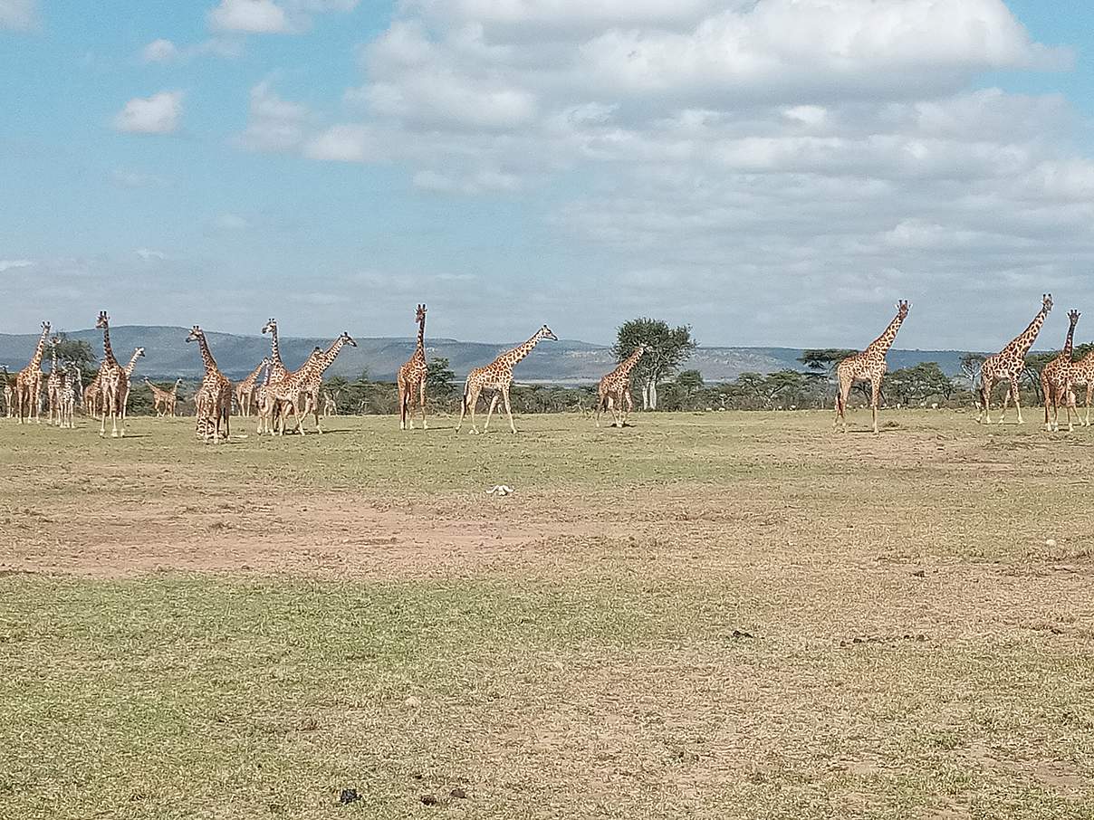 Beeindruckend: Eine Herde von etwas 70 Giraffen in Kenia © Elephant Aware