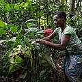 Prisca Bougoe bereitet im Wald eine Falle vor © Andy Isaacson / WWF-US