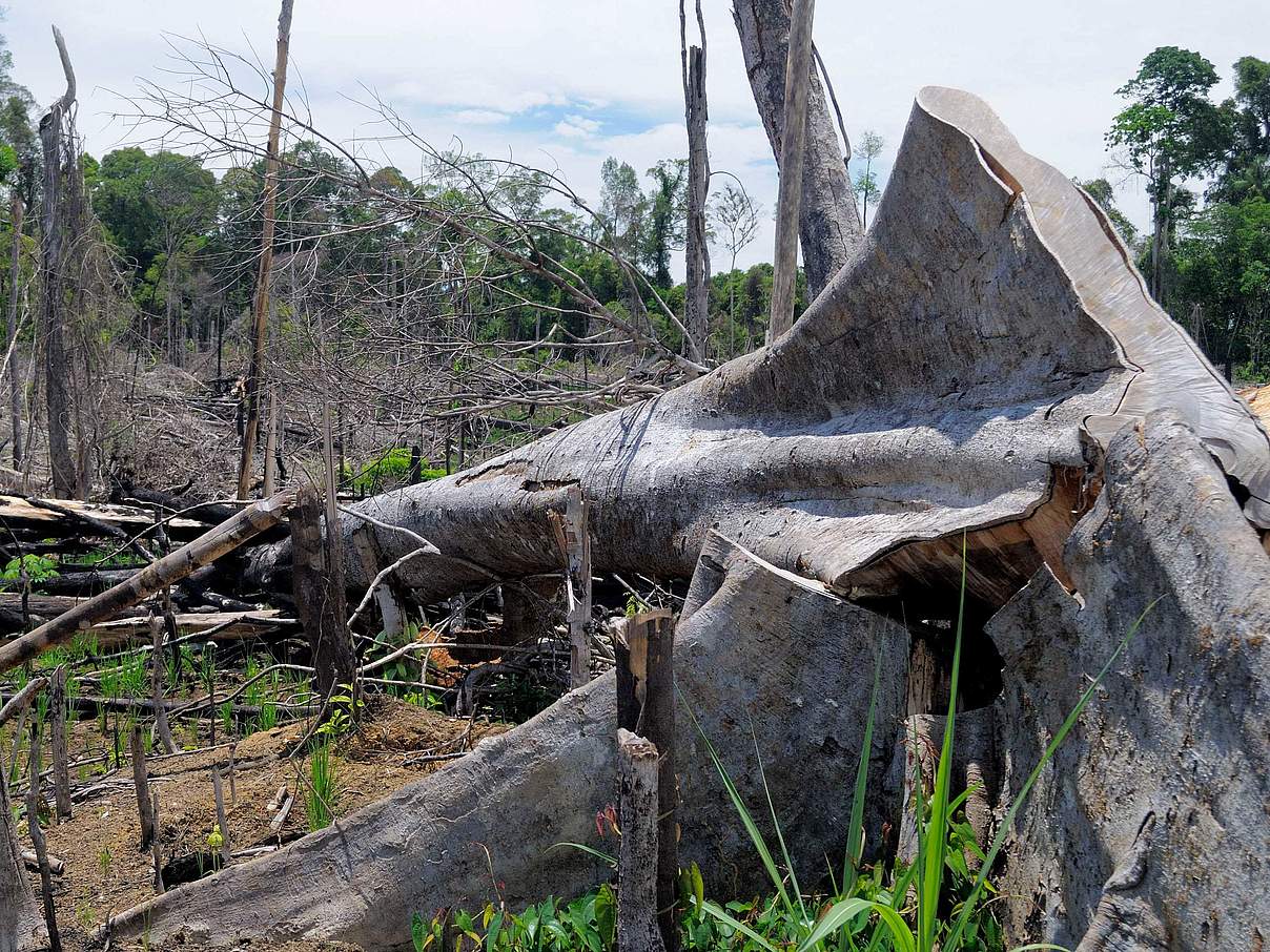 Abholzung in Sumatra © Fletcher & Baylis / WWF-Indonesien