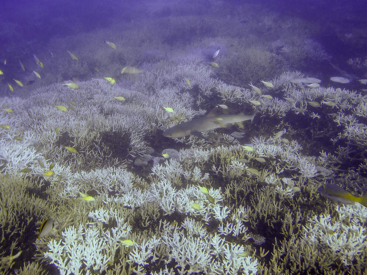 Korallenbleiche bei Heron Island vor Australien © A. Lawson / HIRS UQ