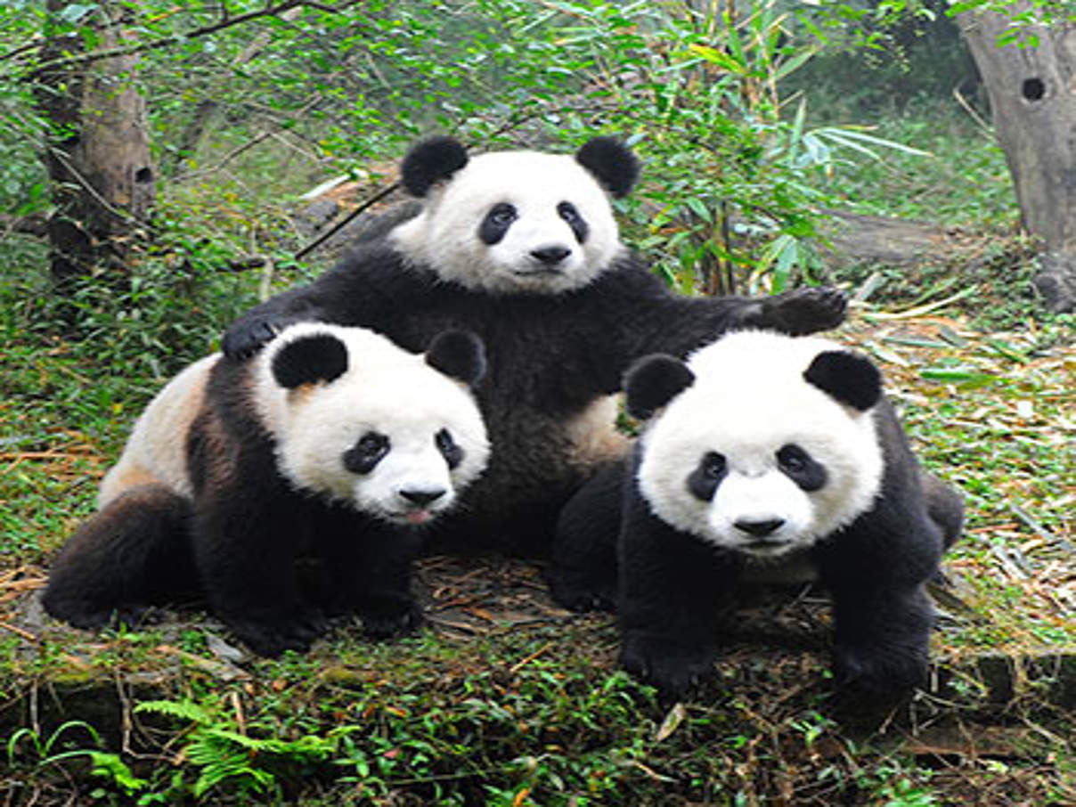Pandas © iStock / Getty Images