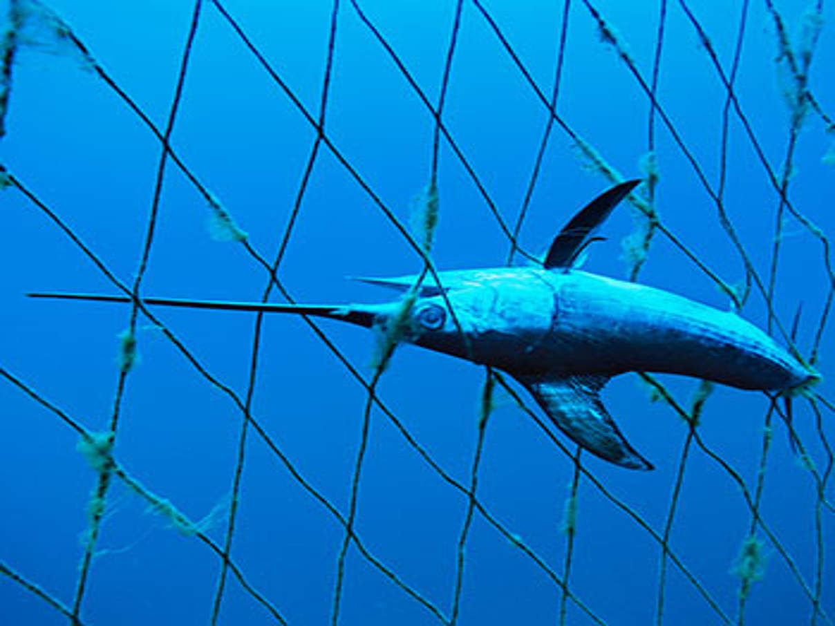 Schwertfisch © Brian J. Skerry / National Geographic Stock / WWF