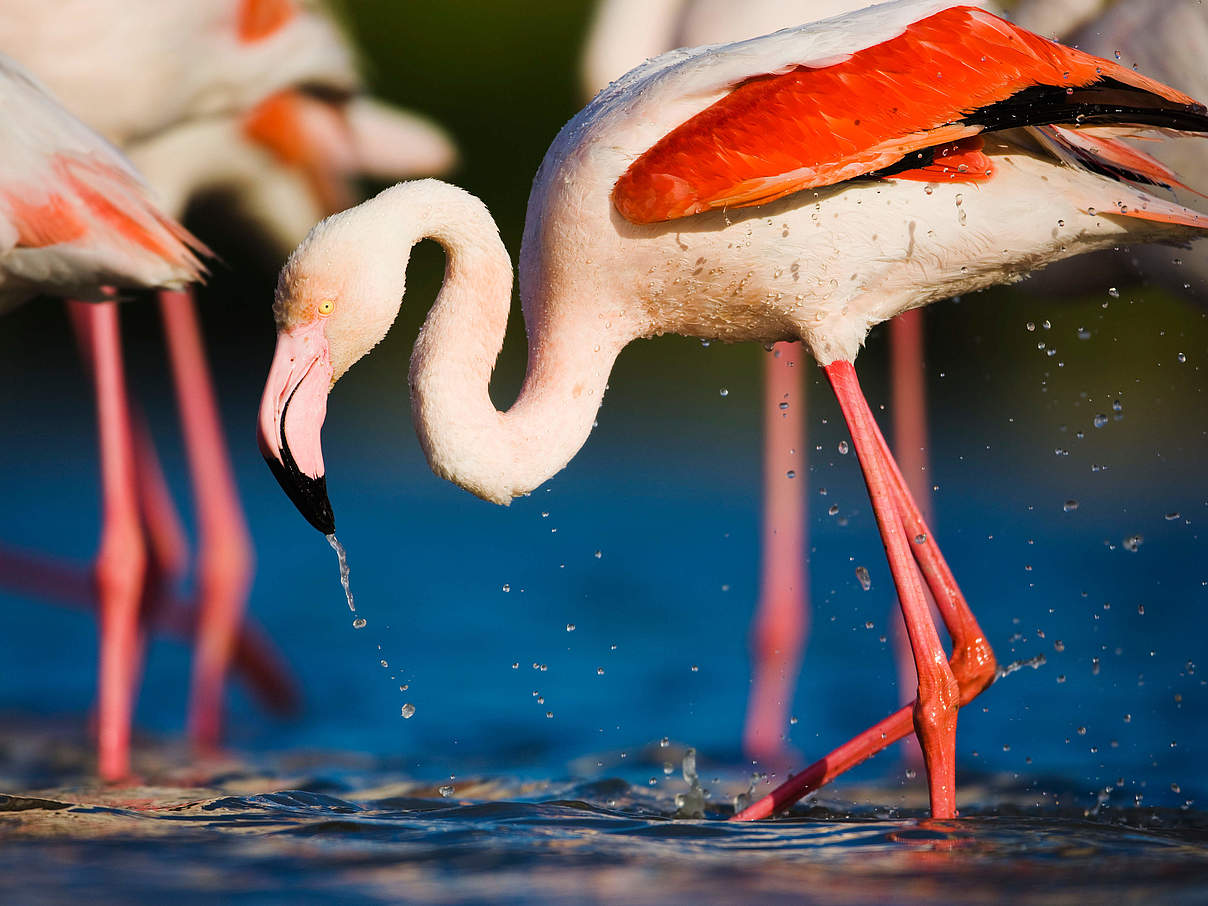Flamingo © Wild Wonders of Europe / Allofs / WWF