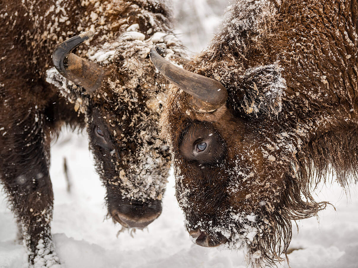Wisente im Nationalpark Shadag in der Kaukasus-Region © Emil Khalilov / WWF