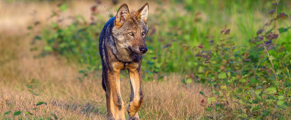Wolf in Sachsen-Anhalt © naturepl.com / Axel Gomille / WWF