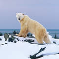 Eisbär vor der Hudson Bay, Kanada © Patrick Endres