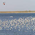 Kitesurfer stört Vogelrastplatz im Wattenmeer © Hans-Ulrich Rösner / WWF