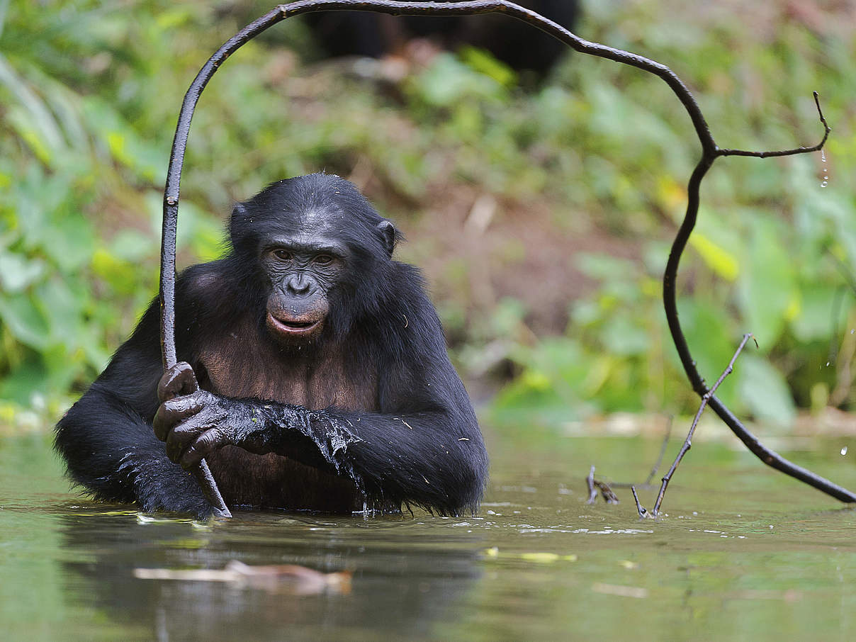 Bonobo im Wasser © USO / iStock / Getty Images Plus