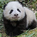 Baby Panda © Eric Baccega / naturepl.com / WWF