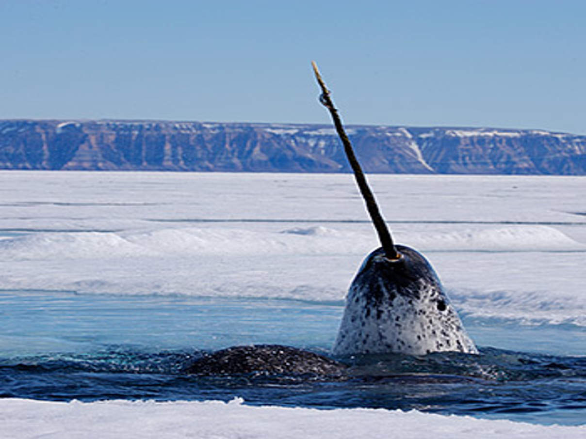 350 narwal c Paul Nicklen National Geographic Stock WWF Canada Narwale, die „Einhörner der Meere“ © National Geographic Stock / WWF-Canada