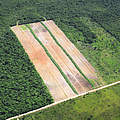 Abholzung für Landwirtschaft in den Maya-Wäldern von Belize © iStock / Getty