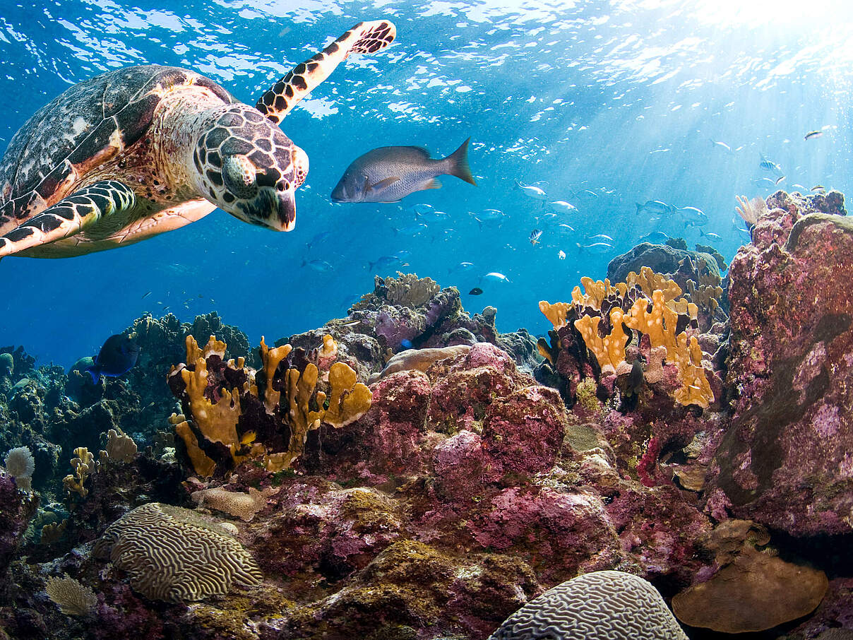 Schildkröte © Antonio Busiello / WWF US