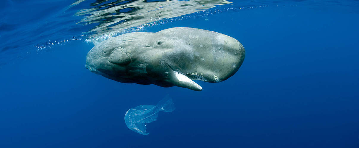 Wal interagiert mit Plastiktüte © naturepl.com / Franco Banfi / WWF