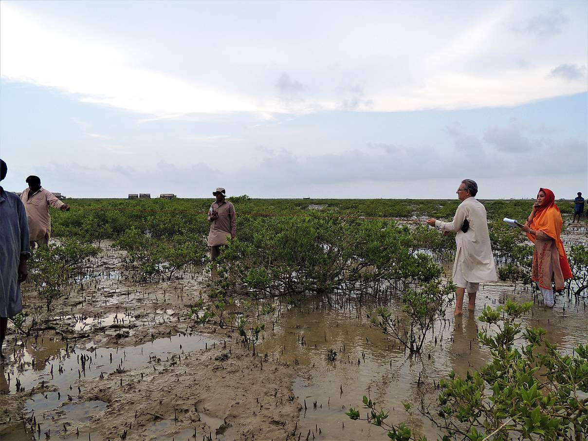 Mangrovenanbau im Indusdelta, Pakistan. @ WWF Pakistan