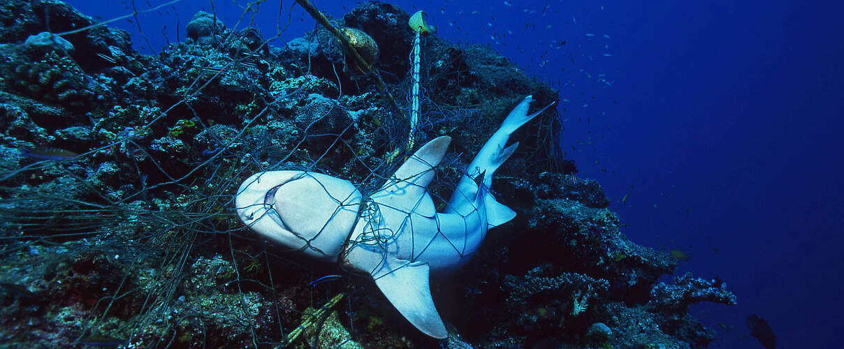 Viele Haie sterben als Beifang © Shutterstock / VisionDive / WWF-Sweden