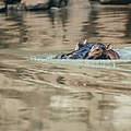 Flusspferd im Selous Wildreservat © Jonathan Caramanus / WWF