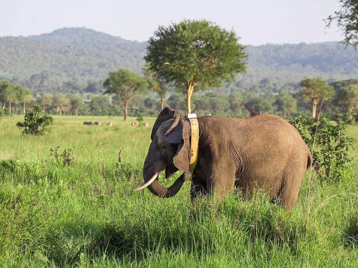 Besenderung eines Elefanten in Selous © Rob Beechey / WWF