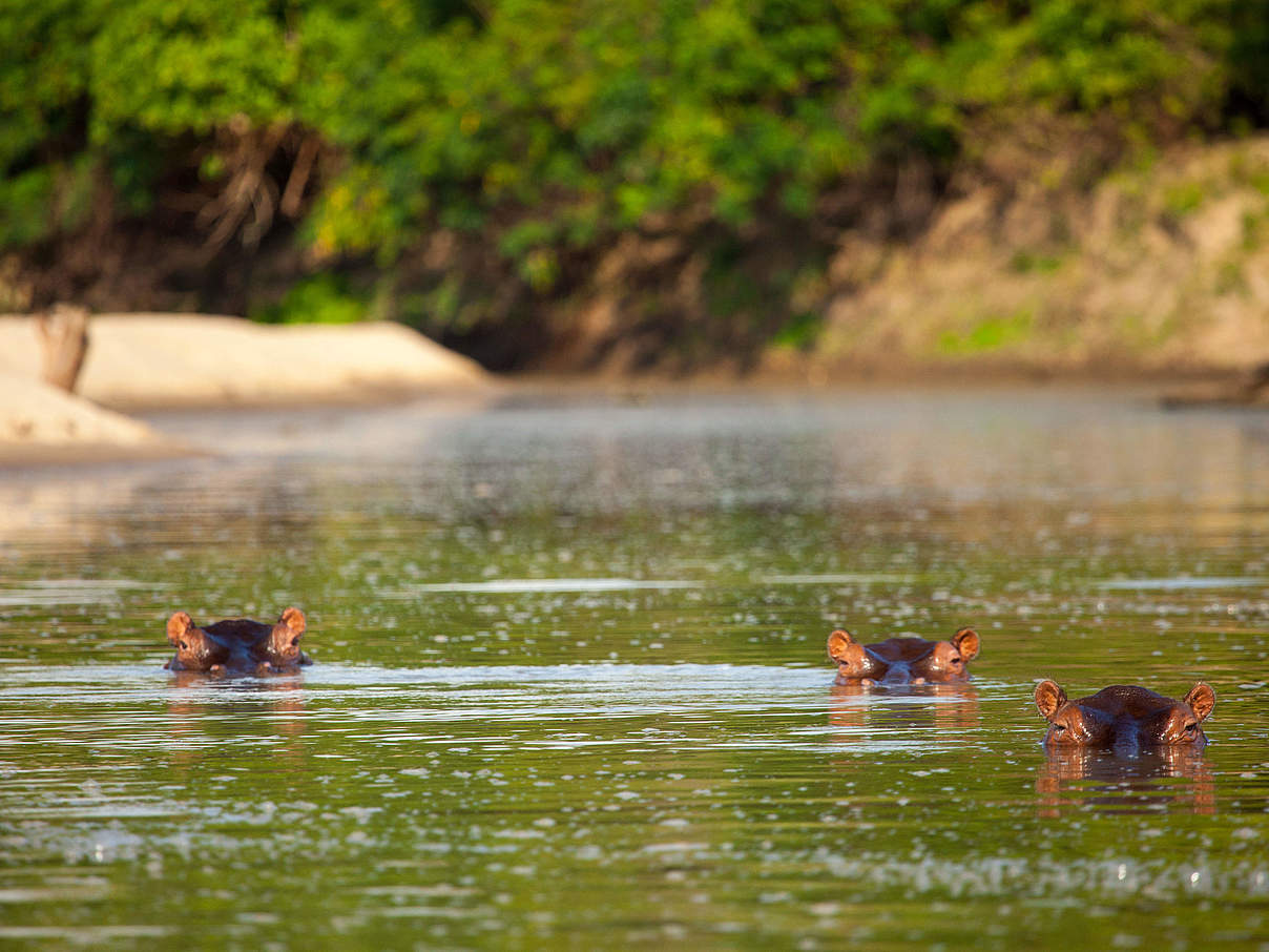Flusspferde im Selous Wildreservat © Greg Armfield / WWF