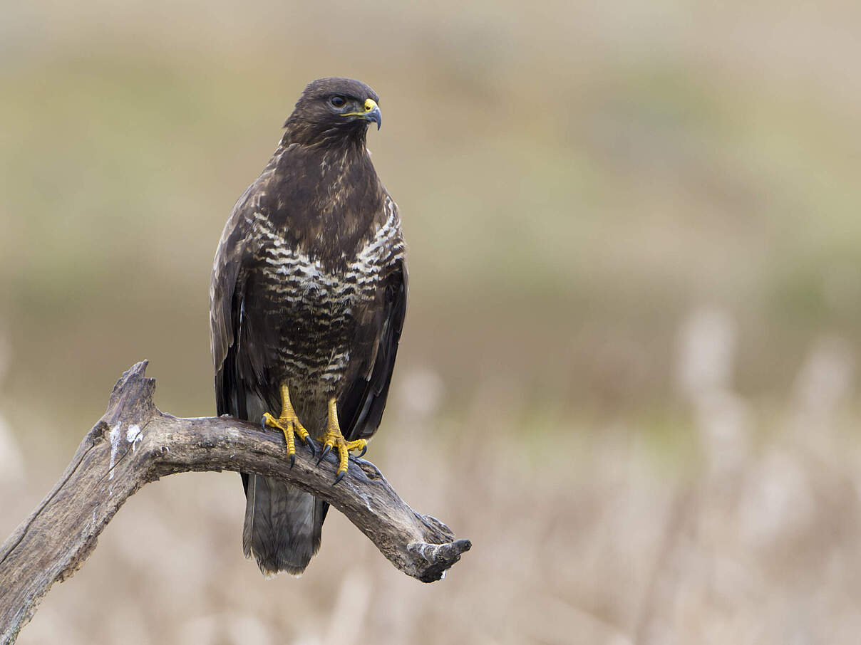 Mäusebussard © Ralph Frank