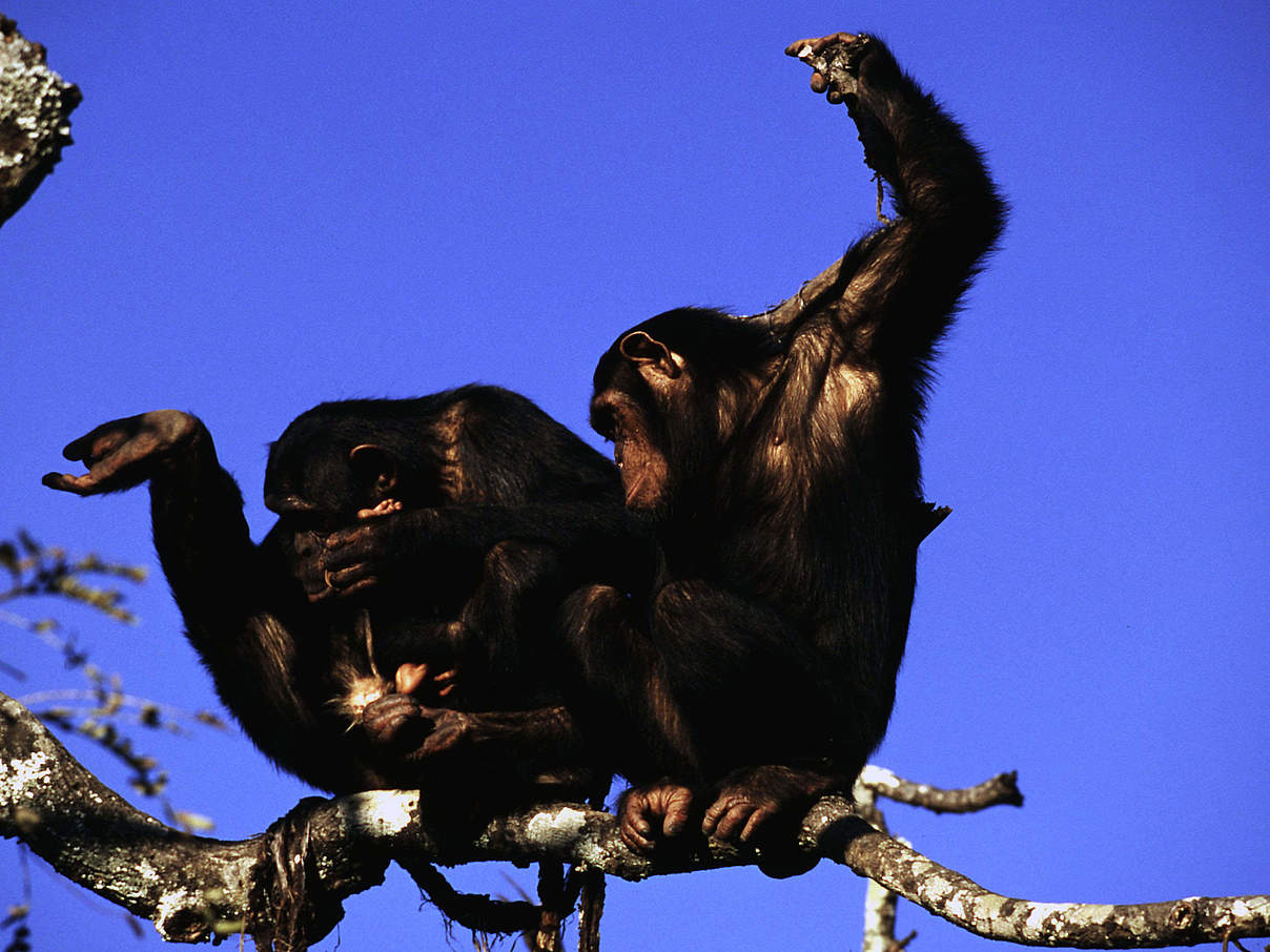 Schimpansen beim Grooming © Martin Harvey / WWF