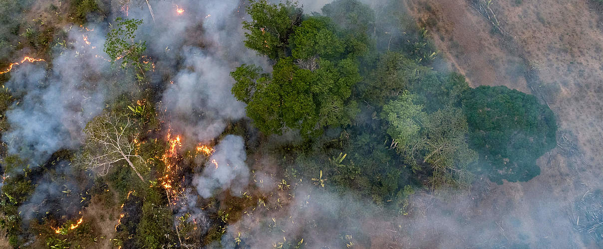 Entwaldung Amazonas-Regenwald © Andre Dib / WWF-Brazil 