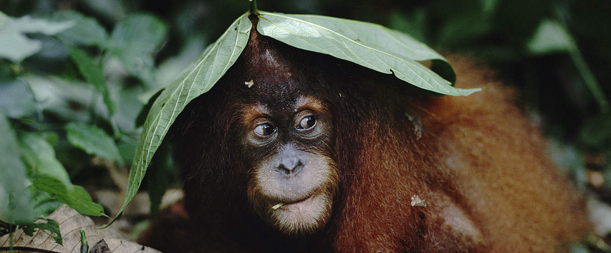 Sumatra Orang-Utan © naturepl.com / Anup Shah / WWF 